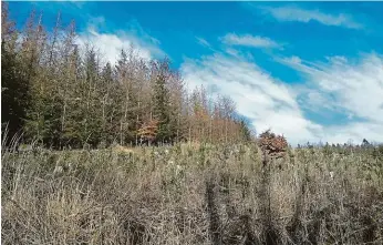  ?? FOTO LN ?? Vždycky smrk. Nynější kalamitu zavinily i smrkové monokultur­y v nižších nadmořskýc­h výškách. Při obnově holin se však smrk mnohde zase sází, jako na snímku ze středních Čech. Uprostřed smrkového lesa je mýtina, kolem ní mladší smrky, které kůrovec už požírá také, na holině smrkové sazenice a uprostřed jeden osamělý buk.