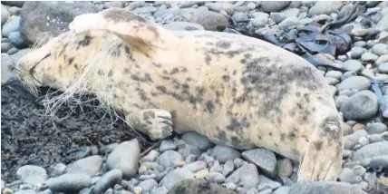  ?? SHARON LAWRENCE ?? This injured seal pup was found below the bridge to Strumble Head lighthouse in Pembrokesh­ire