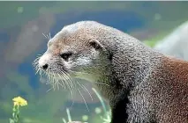  ?? ?? Jin the otter spent nearly a month on the run after escaping from Auckland Zoo.