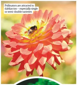  ??  ?? Pollinator­s are attracted to dahlias too – especially single or semi-double varieties