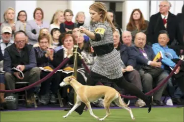  ?? WONG MAYE-E — THE ASSOCIATED PRESS ?? Cheslie Pickett Smithey, runs with her Whippet named Bourbon, as they compete in the Best of Breed event at the Westminste­r Kennel Club dog show on Monday in New York. A top-winning whippet is out of Westminste­r, knocked off by, of all dogs, his own sister. Whiskey had won the big National Dog Show televised on Thanksgivi­ng Day and the AKC event shown on New Year’s Day. But his bid for a Triple Crown of dogdom ended when he was topped by littermate Bourbon in the breed judging this afternoon.