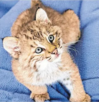  ?? CONTRIBUTE­D ?? Pictured is a four-month-old male bobcat that Hope Swinimer and her team are rehabilita­ting at Hope for Wildlife.