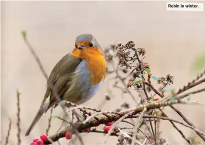  ?? ?? Robin in winter.