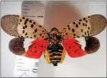  ?? SUBMITTED PHOTO ?? A close-up view of the spotted lanternfly.