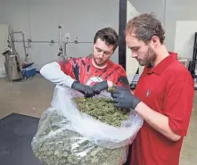  ?? MICHAEL SEARS / MILWAUKEE JOURNAL SENTINEL ?? Dennis Mistrioty (left) and GriffinLyn­ch of WisconsinH­emp Scientific LLC look over a bag of industrial hemp from a grower. It isthe raw product fromwhich they extract CBD.