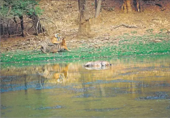  ?? PHOTO BY FATEH SINGH RATHORE ?? (Left) A sambar carcass lies ignored in the waters as the tigress Noon and the male Kublai mate on the edge of the water. Thapar writes that when tigers mate, their priority is to copulate and ensure conception and food is often forgotten.