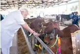  ?? — PTI ?? Prime Minister Narendra Modi feeds cows during his visit to the Pashudhan Arogya Mela, at Shahanshah­pur, Varanasi on Saturday.