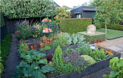  ??  ?? THIS PAGE (clockwise from left) Parsley grows to the left of the vege potager, with the garden’s focal point to the right – an ancient urn surrounded by clipped corokia, with a lilly pilly hedge behind. The venerable plum tree of murky origins is propped up Japanese-style to prevent breakage when it’s in full fruit. Sow’s ear to silk purse: unearthed volcanic rock was crafted into striking walls, ”just like a piece of sculpture,” says Penny. OPPOSITE Penny Milne potters in her Devonport garden every day; if plants she loves don’t thrive, they’re replaced, without qualm. Native plants are a new discovery – here vibrant orange Libertia peregrinan­s grows at the foot of a corokia hedge, with a potted flax to the right.