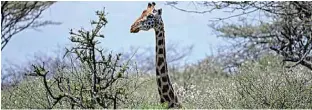  ??  ?? Rothschild subspecies of Giraffe browse on ol-Kokwe Island on Lake Baringo .