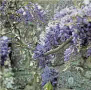  ??  ?? Wisteria