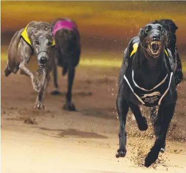  ?? Picture: STEWART McLEAN ?? TOP DOG: Swap Me crosses the finish line to win the novice race at the Cairns Greyhound Racing Club Cairns Cup meeting on Tuesday night.