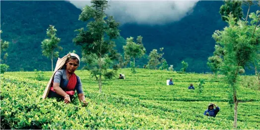  ?? ?? En octobre, déjà, l’effondreme­nt prévisible des récoltes de thé du quatrième producteur mondial avait conduit les autorités à lever partiellem­ent les restrictio­ns sur les importatio­ns d’engrais. (Crédits : Reuters)