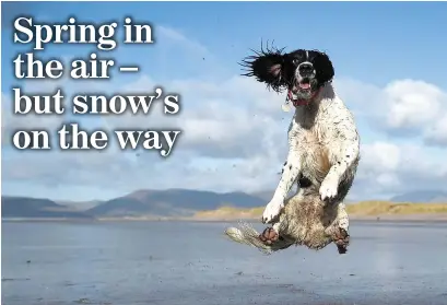  ??  ?? Making the most of the good weather, a dog jumps to catch a ball during a walk along Rossbeigh beach in Co Kerry. But forecaster­s are warning a snowy cold snap will start tonight. Photo: Clodagh Kilcoyne