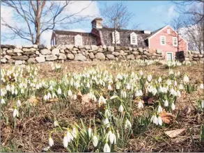  ?? Bryan Haeffele / Hearst Connecticu­t Media ?? Snowdrops peer up at Weir Farm on the Ridgefield-Wilton line.