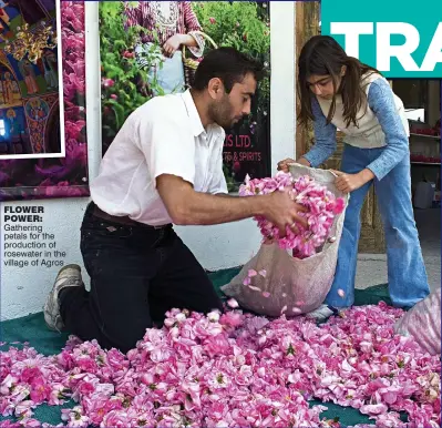  ??  ?? FLOWER POWER: Gathering petals for the production of rosewater in the village of Agros