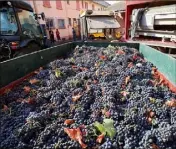  ??  ?? Fraîchemen­t récoltées, les grappes attendent d’être confiés au pressoir.