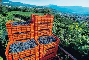  ?? TI-PRESS ?? Alcune cantine acquistera­nno più di 500 grammi di uva al metro quadrato, fino a un massimo di 800