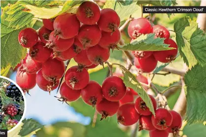  ?? ?? Classic: Hawthorn ‘Crimson Cloud’