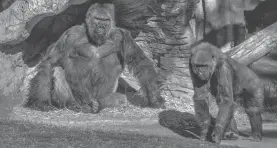  ?? AP ?? Gorillas lounge at the San Diego Zoo Safari Park in Escondido on Sunday.