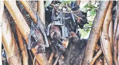  ??  ?? This file photo shows bats cling onto the branches of a banyan tree on the campus of Gujarat College in Ahmedabad. — AFP photo