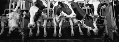  ?? REUTERS ?? Cows stand in a barn while being milked at a dairy farm in South Mountain, Ont.