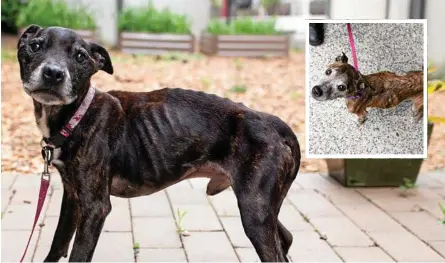  ?? Photo: Peter Wilson ?? HEARTBREAK­ING: The two emaciated dogs (above and inset) surrendere­d to the RSPCA in Toowoomba over the weekend.