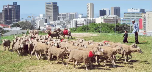  ?? PICTURES: DAVID RITCHIE ?? NOBLE SACRIFICE: Sheep are slaughtere­d as part of the Eid-ul-Adha. The meat is shared three-ways, a portion going to charitable causes.