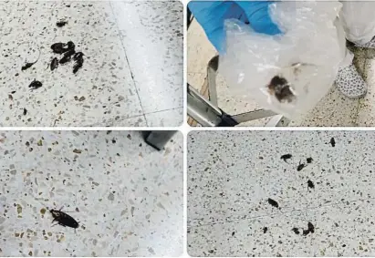  ?? Ba ?? Varios de los insectos que los trabajador­es mataron el pasado jueves en el CUAP