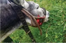  ?? MARC GAFNER ?? So sah Melina kurz nach der Hundeattac­ke aus.