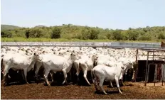  ?? EDIÇÕES NOVEMBRO ?? Foram vendidas várias cabeças de gado durante a feira do Virei