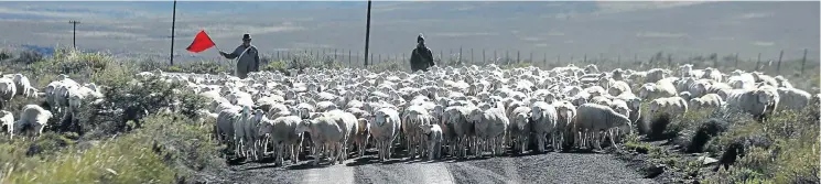  ?? Pictures: Esa Alexander ?? Farmers in the upper Karoo drive their sheep along tar and dirt roads in search of better grazing after three years of below-average rainfall. This is in addition to buying expensive fodder.