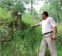  ?? Thomson Reuters Foundation ?? Qazi Zulfiqar Ahmed, a teacher and social worker, looks at the stump of tree cut illegally in a forest in Kashmir’s Jhelum valley. —