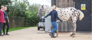  ??  ?? A flexion test should be done in conjunctio­n with a lameness work-up or a pre-purchase examinatio­n to assess the horse’s soundness