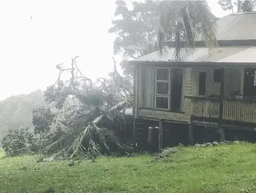  ??  ?? The fallen fig tree which crushed a cabin and its occupant, Phil Dumbrell, near the northern NSW town of Federal.