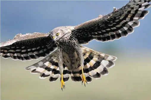  ??  ?? CONCERN: A hen harrier and other birds of prey are thought to be the intended victims of the illegal traps