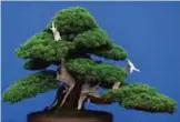  ??  ?? A bonsai tree is seen at the 2017 Chelsea Flower Show in London