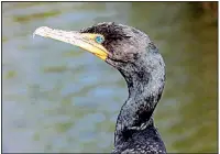  ?? Democrat-Gazette file photo ?? Double-crested cormorants have emerald green eyes, an orange face, a spike on the bill, and gray and black feathers that have a metallic sheen.