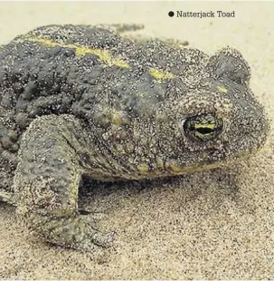  ??  ?? ● Natterjack Toad