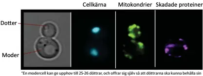  ?? BILD: THOMAS NYSTRÖM ?? ”En modercell kan ge upphov till 25-26 döttrar, och offrar sig själv så att döttrarna ska kunna behålla sin ungdom”, säger Thomas Nyström.