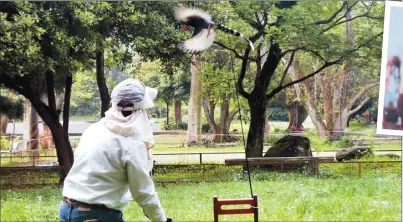  ??  ?? 鳥友為誘拍台灣藍鵲，在椅子上綁釣竿，並在釣竿頂端綁上麥皮­蟲，吸引台灣藍鵲反覆飛衝­覓食。 （記者游明煌／攝影）