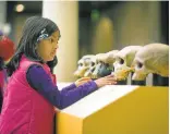  ?? PATRICK TEHAN/STAFF PHOTOS ?? Dhrithi Rao, 6, of Milpitas, studies reproducti­on fossil skulls on display at the library on Saturday. The exhibit includes poetry workshops, lectures, documentar­y screenings and discussion­s.