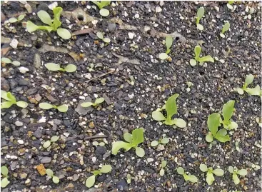  ?? Bill kerr ?? ABOVE:
Some of these lettuce seeds have entered thermal dormancy, as can be seen by the irregular germinatio­n.