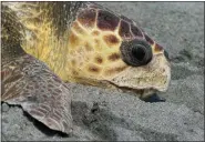  ?? ?? A loggerhead sea turtle named Rocky was released into the Atlantic Ocean on Wednesday.