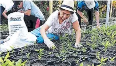  ??  ?? VIVERO. Voluntario­s trabajan en la siembra de plantas.