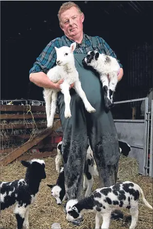  ??  ?? Kenny Dickson with some of distinctiv­e Jacob lambs Picture Andrew Cawley