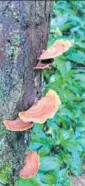  ??  ?? Fungi sprouting from a tree trunk in the rainforest