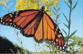  ?? SPECIAL TO THE EXAMINER ?? The Peterborou­gh Field Naturalist­s make their annual outing to Presqu’ile Provincial Park to see migrating shorebirds and a demonstrat­ion on banding Monarch Butterflie­s this Saturday.