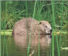  ?? Photograph: Steve Gardner ?? Beavers have already made a comeback.