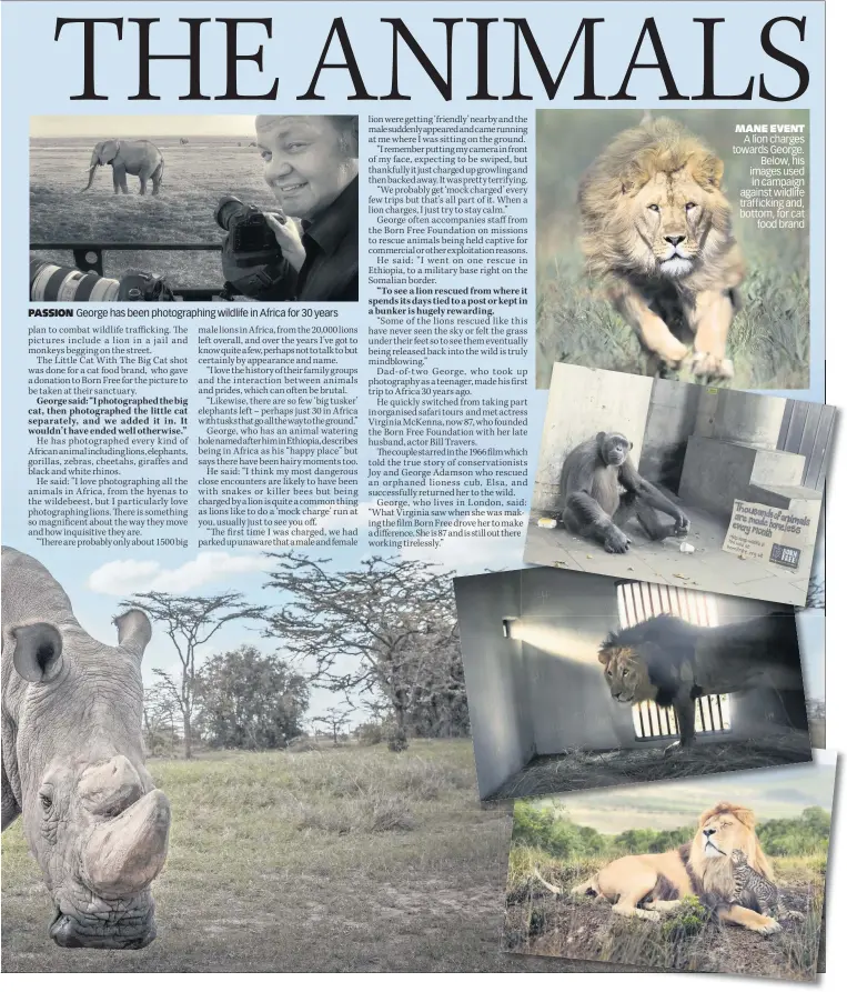  ??  ?? PASSION George has been photograph­ing wildlife in Africa for 30 years MANE EVENT A lion charges towards George. Below, his images used in campaign against wildlife traffickin­g and, bottom, for cat food brand