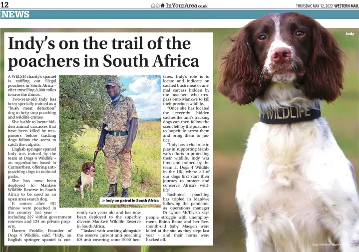  ?? Dogs 4 Wildlife / Wales News Service ?? Indy on patrol in South Africa >
Indy